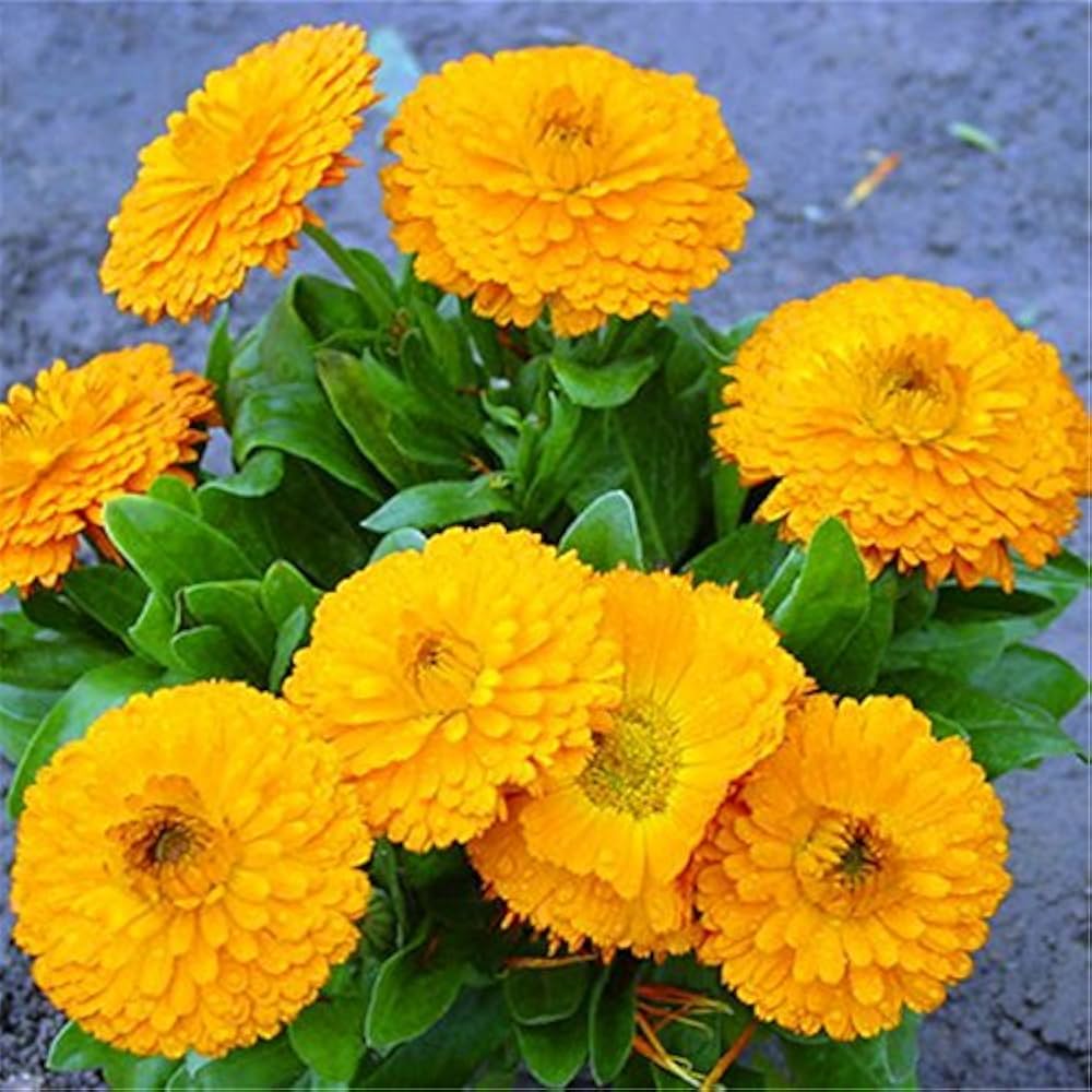 Calendula Flower Seeds for Planting – Heirloom, Non-GMO Medicinal and Ornamental Garden Seeds
