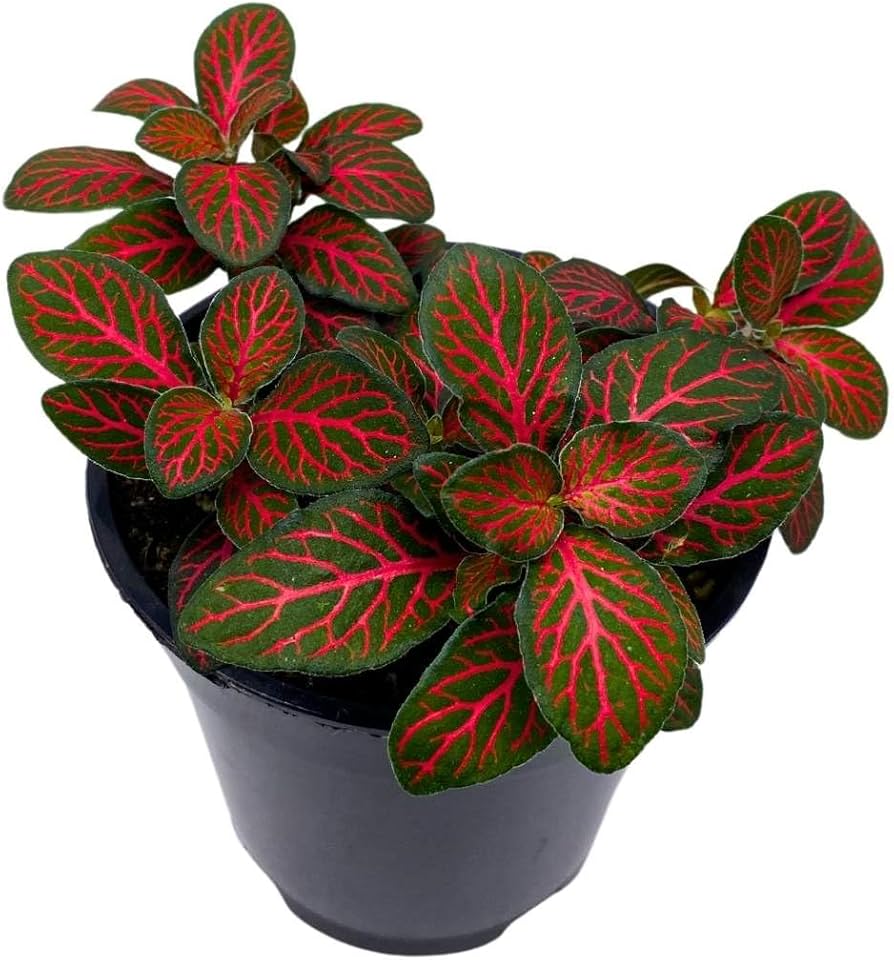 nerve plant indoor Red Fittonia Verschaffeltii Plant Seeds for Planting – Heirloom, Non-G –  Neeraseeds