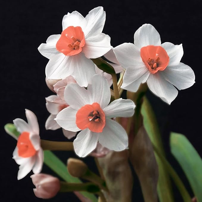 Baby Pink Daffodil Flower Seeds for Planting – Heirloom, Non-GMO, High Germination Organic Garden Seeds