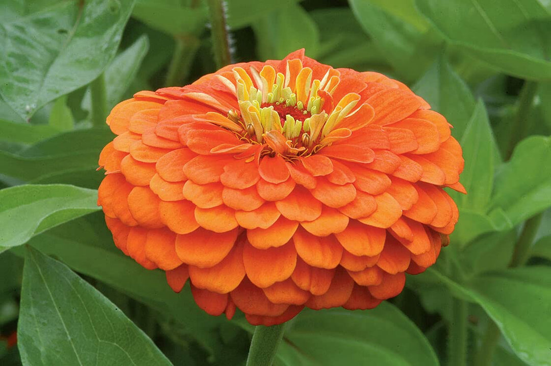 Zinnia Double Zahara Orange Bright Flower Seeds for Planting – Heirloom, Non-GMO, High Germination Garden Blooms