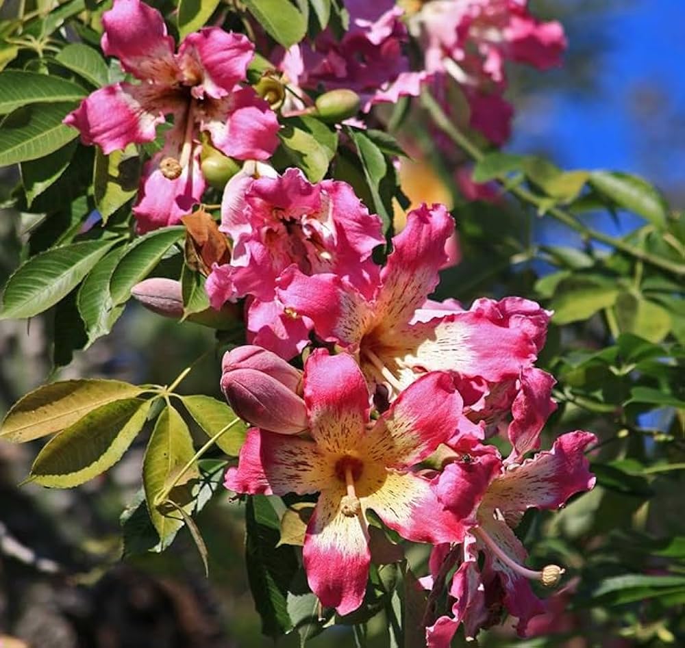 Chorisia Insignis Flower Seeds for Planting – Beautiful Silk Floss Tree Blooms