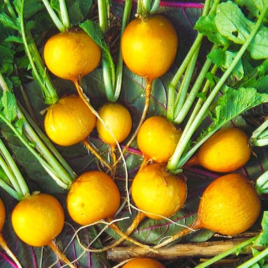 Yellow Radish Seeds for Planting - Heirloom, Non-GMO, Organic Garden Seeds, High Germination