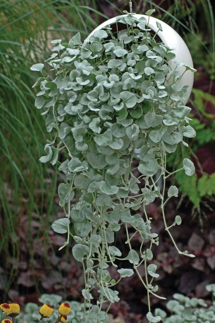 ground cover plant seeds Heirloom Non-GMO Dichondra Repens Plant Seeds – Ground Cover Lawn Seed – Neeraseeds