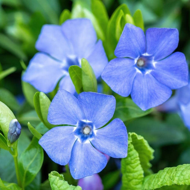 Blue Vinca Periwinkle Plant Seeds – Heirloom Non-GMO High Germination Seeds for Planting Home & Outdoor Gardens
