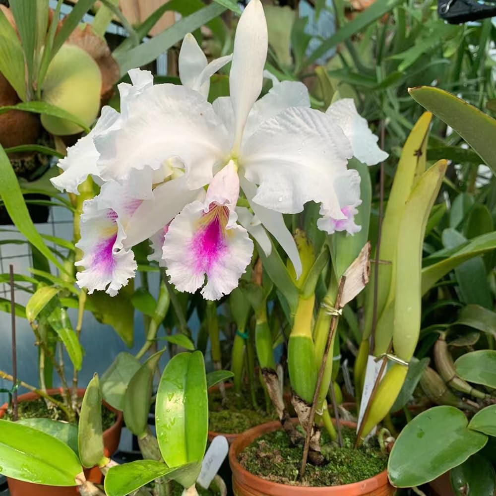 White Pink Cattleya Hybrida Flower Seeds for Planting - Heirloom Non-GMO High Germination Organic Garden Seeds