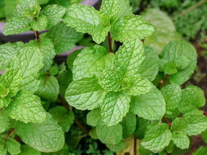 Mint Spearmint Seeds for Planting – Heirloom, Non-GMO Culinary & Medicinal Herb for Tea, Cooking & Aromatic Gardens