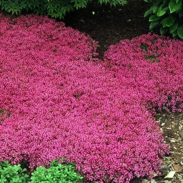 Red Creeping Flower Seeds for Planting, Fresh, NON GMO Seeds