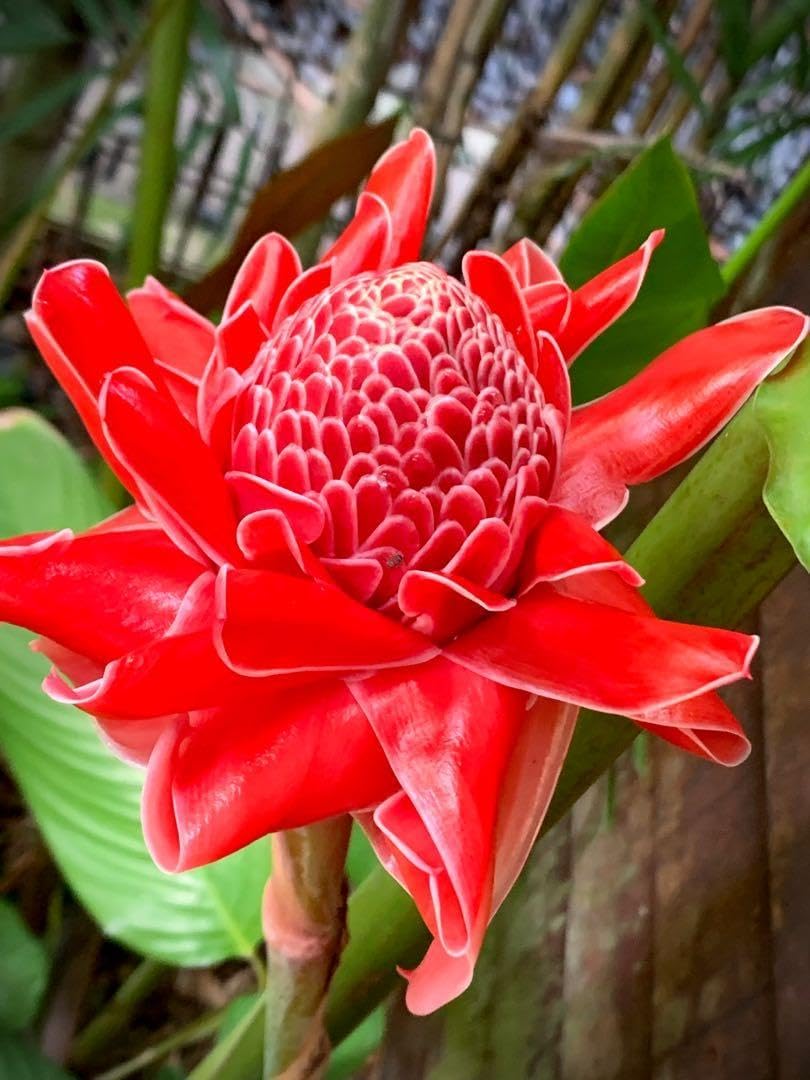 Torch Ginger Seeds – Heirloom Non-GMO Flowers – Neeraseeds