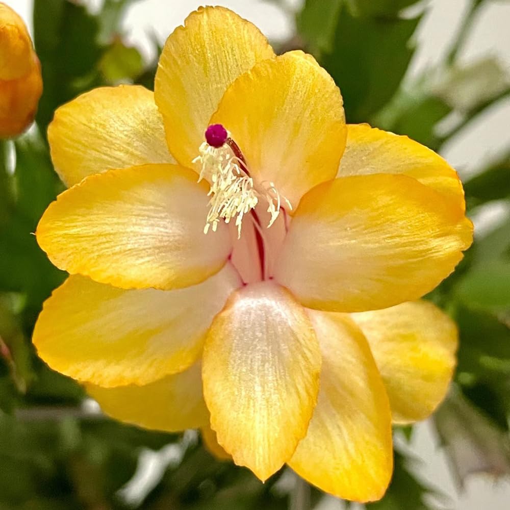 Yellow Zygocactus Truncatus Seeds for Planting -  Non-GMO, Heirloom Garden Seeds