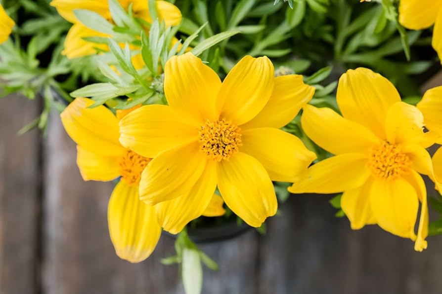 Bidens Flower Seeds for Planting, Fresh - NON GMO Seeds