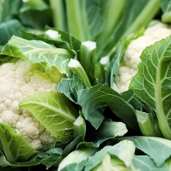 Cauliflower Snowball Seeds – Heirloom, Fast-Growing, High-Yield Variety