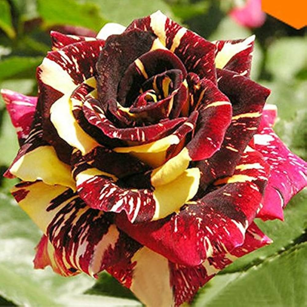 Yellow Maroon Rose Flower Seeds for Planting – Non-GMO, Heirloom Garden Seeds