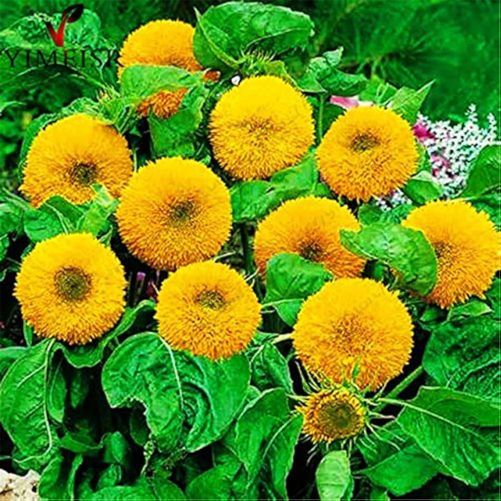 Teddy Bear Sunflower Seeds for Planting – Heirloom, Non-GMO, High Germination Organic Garden Flower Seeds