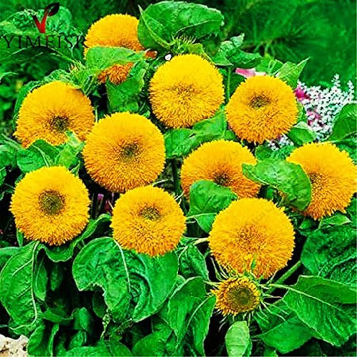 Teddy Bear Sunflower Seeds for Planting – Heirloom, Non-GMO, High Germination Organic Garden Flower Seeds