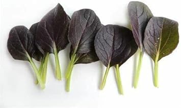 Vegetable Seeds, Seeds for Planting, Plant Seeds