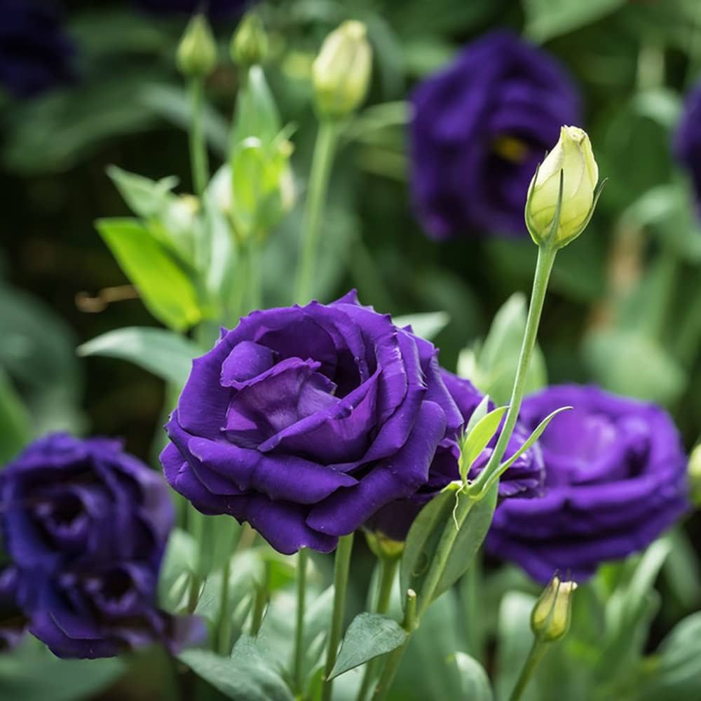 osiria rose seeds Purple Osiria Rose Rare Exotic Flowers For Planting Flower Seeds for  Colorful Organic – Neeraseeds