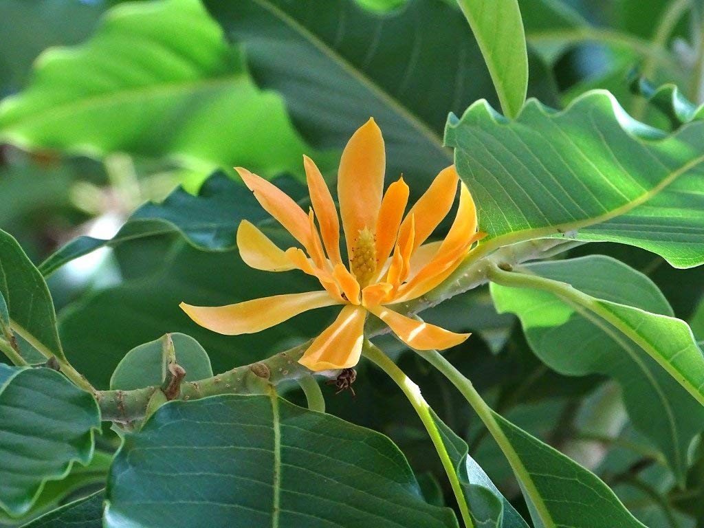 champa flower seeds Champaca Flower Seeds for Planting – Heirloom, Non-GMO Seeds for Fragrant Garden Blooms