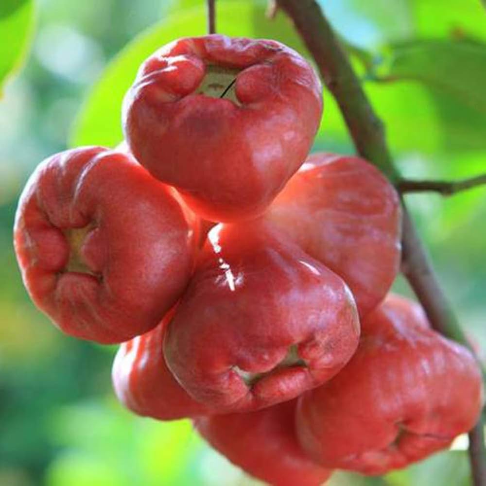 Rose Apple Fruit Seeds – Heirloom Non-GMO, High Germination Seeds for Planting Juicy Water Apples