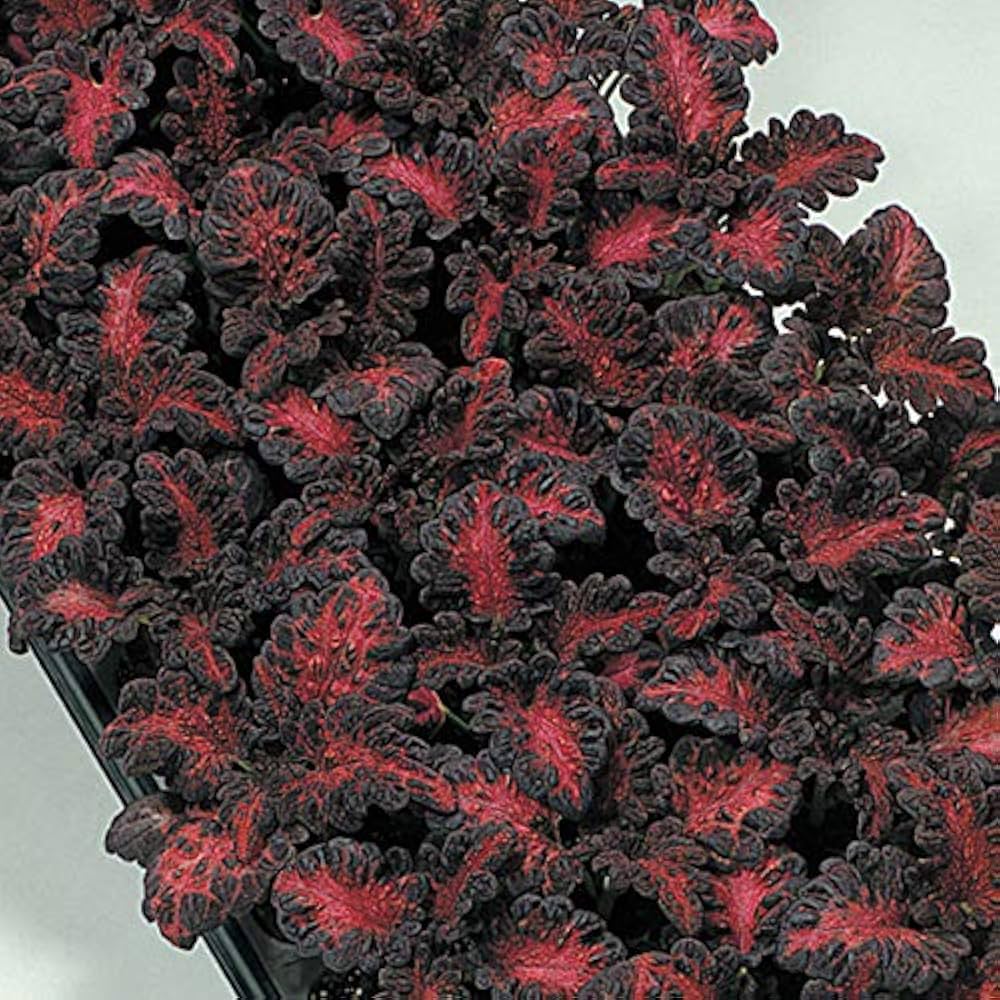 Black Dragon Coleus Flower Seeds for Planting - Heirloom Non-GMO High Germination Organic Garden Seeds