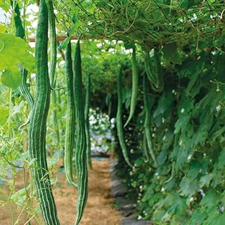 Snake Gourd Seeds for Planting – High Yield, Fast Growing Summer Vegetable
