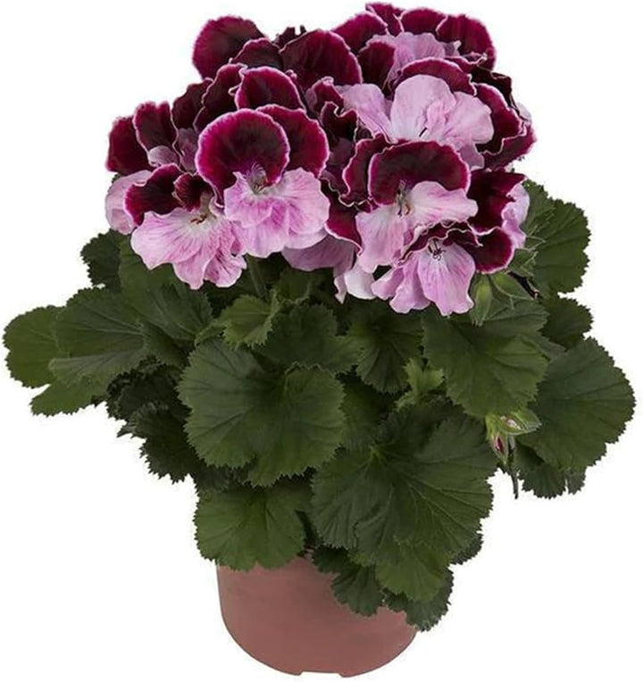 Wine Red Geranium Flower Seeds - Heirloom, Non-GMO, High Germination Organic Garden Seeds for Planting in Pots or Outdoors