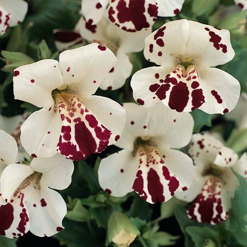 White Mimulus Hybridus Flower Seeds for Planting – Heirloom, Non-GMO, High Germination Organic Garden Seeds for Unique Blooms