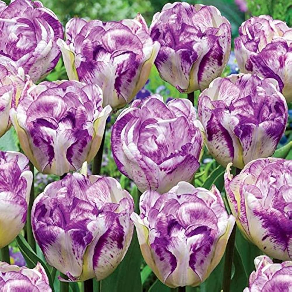 White Lavender Tulip Flower Seeds for Planting – Heirloom, Non-GMO, High Germination Garden Seeds