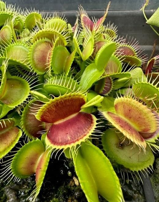 Carnivorous Plant Seeds for Planting - 100 pcs