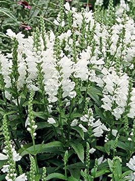 Flower Seeds, Seeds for Planting, Plant Seeds