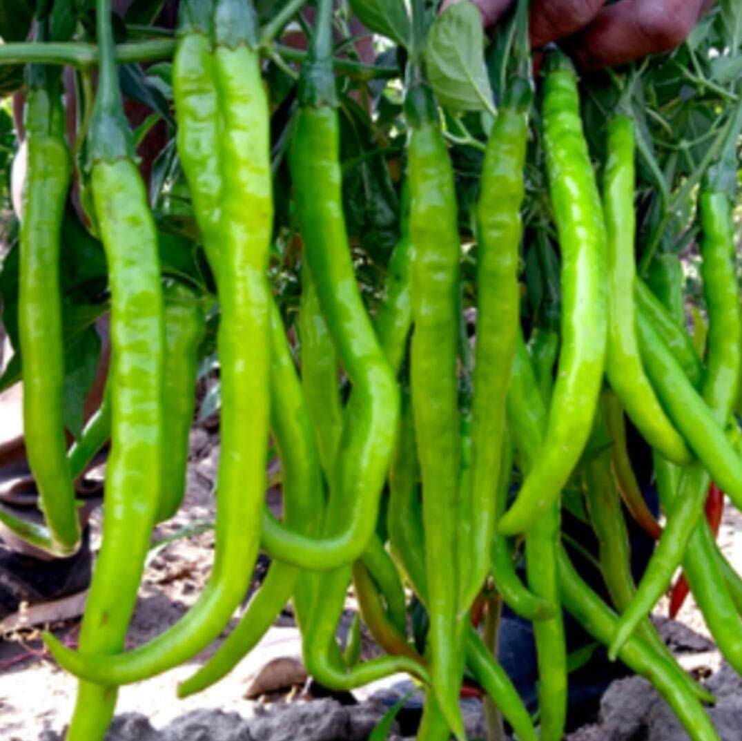 plant green chillies seeds Indian Long Green Chili Seeds for Planting – High Yield, Non-GMO Vegetable Seeds for Home Garden and Farming 100 pcs
