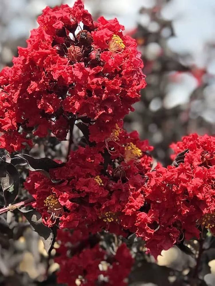 Red Crape Tree Flower Seeds for Planting – Heirloom, Non-GMO, High Germination, Organic Garden Seeds