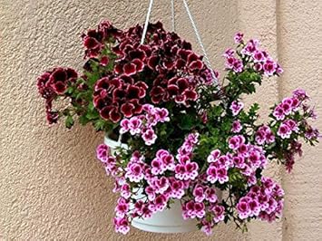 Flower Seeds, Seeds for Planting, Plant Seeds