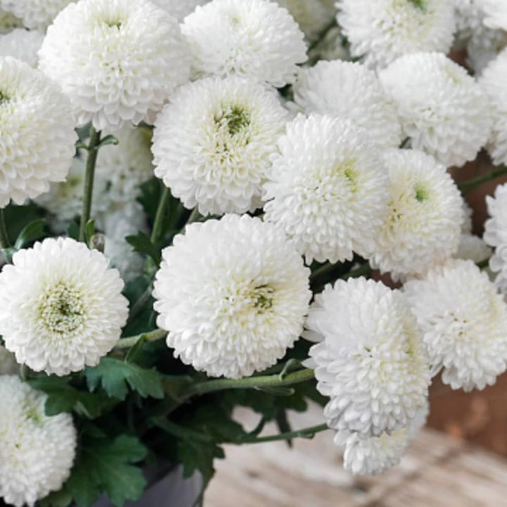 White Green Chrysanthemum Flower Seeds for Planting, NON GMO Seeds