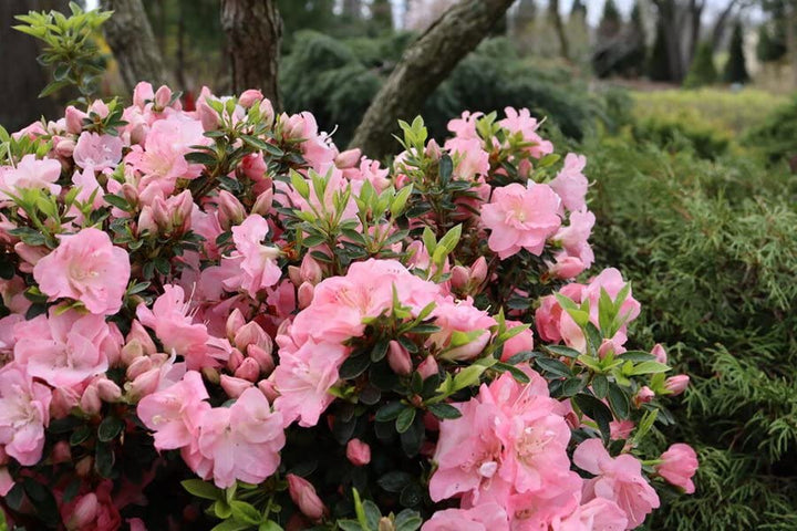 Azalea Flower Seeds Multi-Colored for Planting – Vibrant, Hardy Blooms