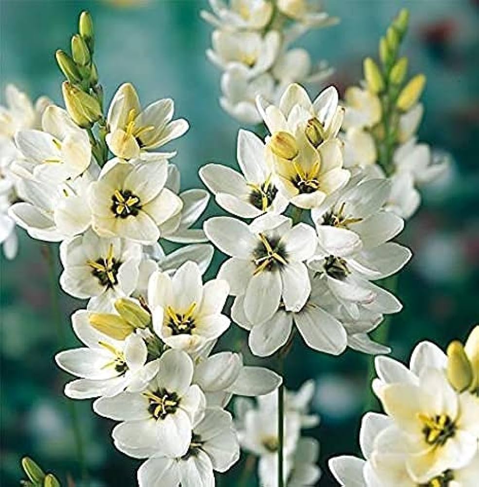 \Heirloom Ixia Flower Seeds for Planting - Non-GMO Colorful Bloom High Germination Organic Garden Seeds