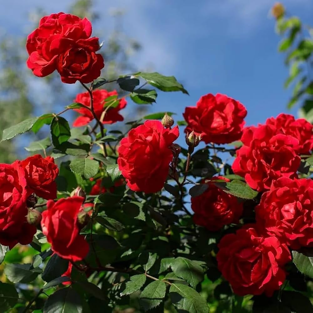 Red Climbing Rose Heirloom Non-GMO Seeds – Neeraseeds
