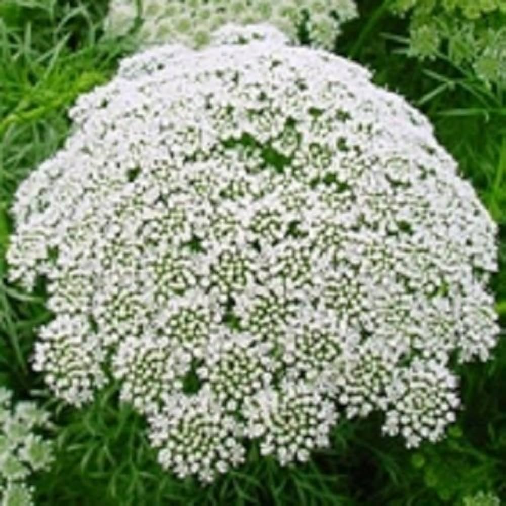 White Lace Flower Seeds for Planting – Heirloom, Non-GMO, High Germination Organic Garden Seeds for Elegant Blooms