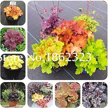 Flower Seeds, Seeds for Planting, Plant Seeds