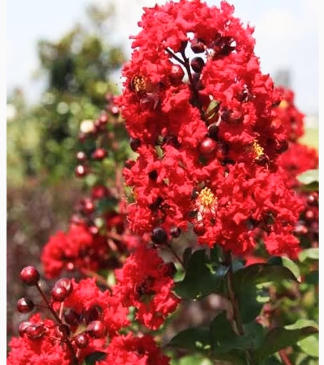 Red Crape Tree Flower Seeds for Planting – Heirloom, Non-GMO, High Germination, Organic Garden Seeds