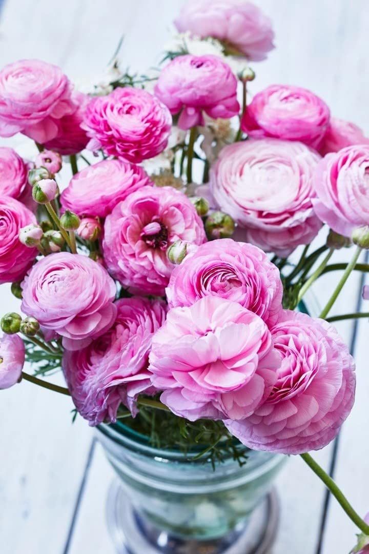 planting ranunculus seeds Ranunculus Baby Pink Flower Seeds – Heirloom Non-GMO Seeds for Garden  Planting