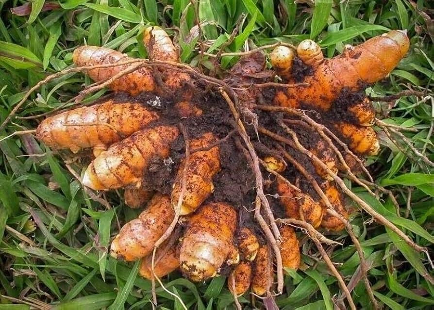 Brown Turmeric Root Seeds for Planting – Organic, Non-GMO, Heirloom Garden  Seeds, High Germination
