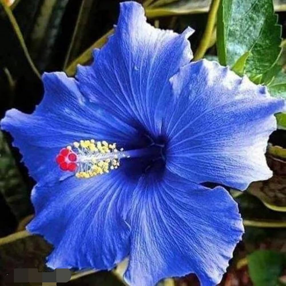 Hibiscus Bonsai Seeds – Heirloom Miniature Garden Blooms – Neeraseeds