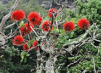 Flower Seeds, Seeds for Planting, Plant Seeds
