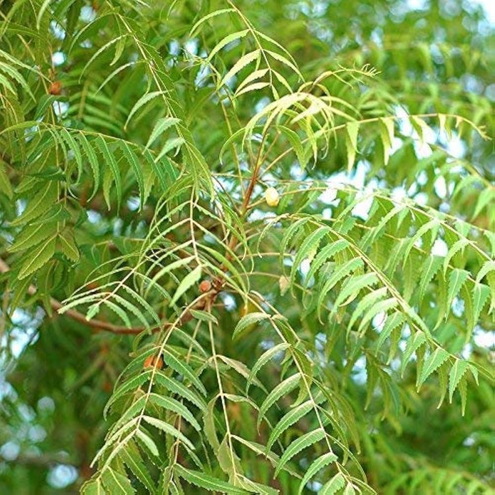 Neem (Azadirachta indica) Seeds for Planting – Heirloom, Non-GMO Medicinal  Tree for Organic Gardening & Pest Control