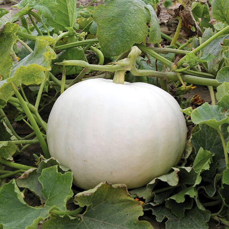 White Pumpkin Vegetable Seeds for Planting – Heirloom, Non-GMO, High Germination Organic Garden Seeds