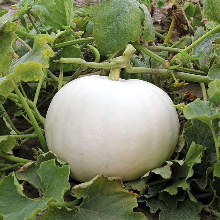 White Pumpkin Vegetable Seeds for Planting – Heirloom, Non-GMO, High Germination Organic Garden Seeds
