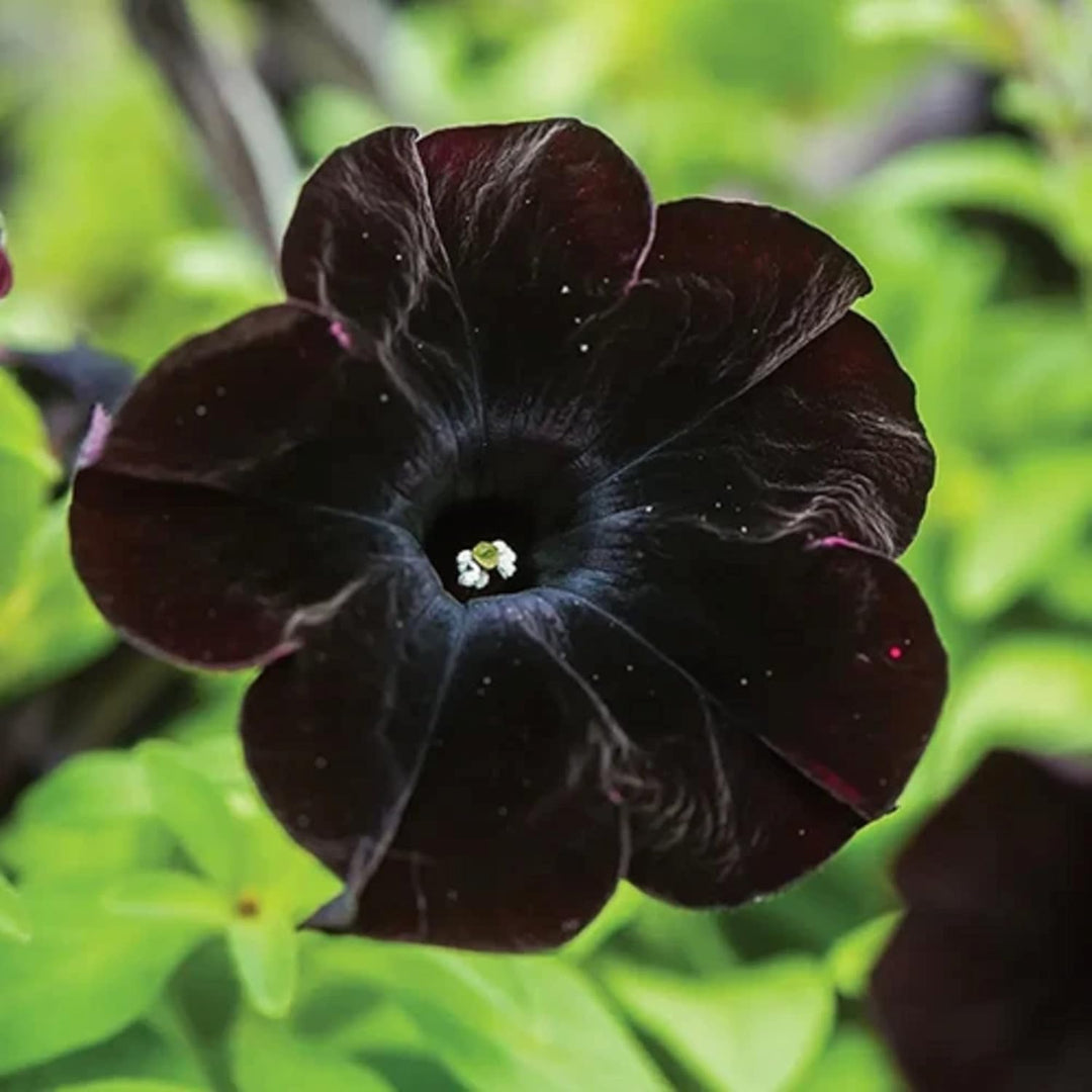 Black Cat Petunia Seeds for Planting – Heirloom Non-GMO High Germination Organic Garden Flower Seeds