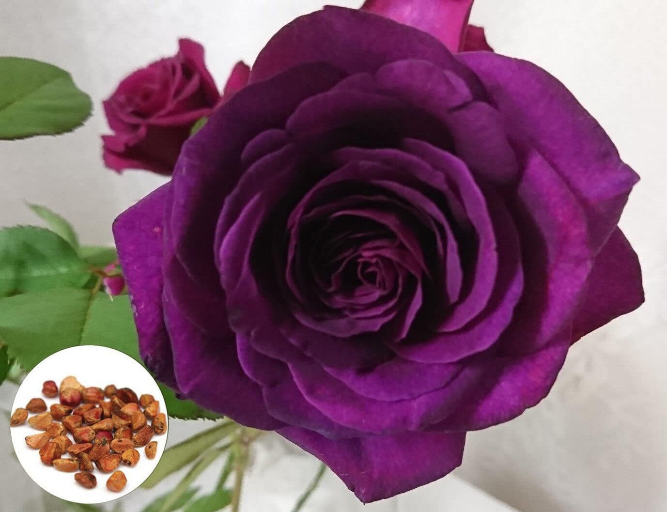 purple rose seeds for sale Purple Rose Flower Seeds for Garden – Heirloom, Non-GMO, High Germinat –  Neeraseeds