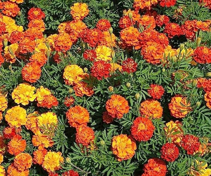 French Marigold Flower Seeds – Heirloom, Non-GMO, High Germination Organic Garden Seeds for Planting