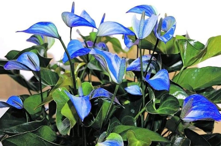 Blue Anthurium Andraeanum Flower Seeds – Heirloom, Non-GMO Tropical Seeds for Planting